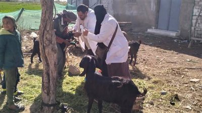 بيطري البحيرة: تجريع 450 رأس أغنام في كفر الدوار وكوم حمادة 