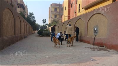 الطب البيطري: تحصين 24 من كلاب الشوارع ضد مرض السُعار ببني سويف