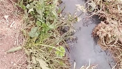 إجراءات رادعة ضد مجزر دواجن يصرف مخلفاته في مجري مائي مخصص للري