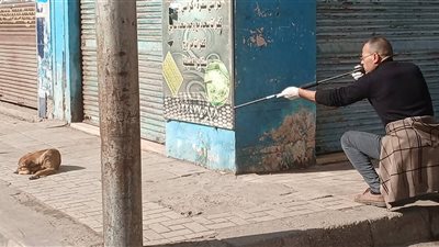 بيطري البحيرة تطلق حملة لتطعيم الكلاب الضالة بدمنهور