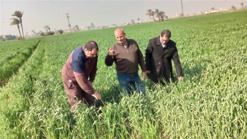 حقل قمح إرشادي، فيتو