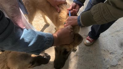 الطب البيطري بالإسماعيلية يواصل حملة تحصين الكلاب ضد مرض السعار 