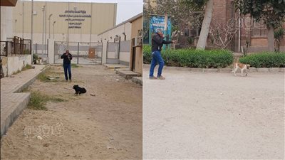 مديرية الطب البيطري ببني سويف تحصن 18 من كلاب الشوارع ضد السعار