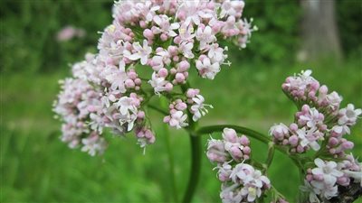 6 فوائد للناردين، أبرزها القضاء على الأرق والتوتر 