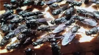 الذهب الأسود القادم، رحلة في عالم ذبابة الجندي الأسود من التوطين إلى صناعة المستقبل في مصر.. تجارب عملية يرويها 3 مستثمرين مع الحشرة المستوردة