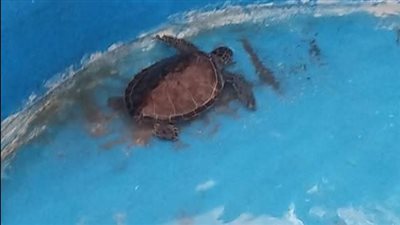 قادمة من الدقهلية، إنقاذ السلحفاة البحرية «إيريني» تمهيدًا لإعادتها إلى البحر المتوسط