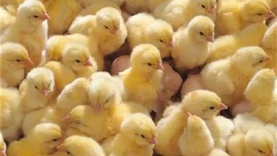 انخفاض الروص وارتفاع الكب، أسعار الكتاكيت والبط في بورصة الدواجن اليوم الأحد 