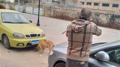 تعقيم وتحصين وترقيم 450 كلبًا ضالًا ضد السعار بالبحيرة 