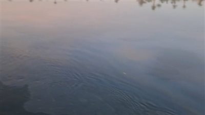 ظهور بقعة سولار متسربة بمياه نهر النيل بالمراغة في سوهاج (صور)