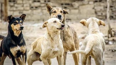في شوارع القاهرة.. سائحة أجنبية توثق سعادتها بتجمع الكلاب الضالة حولها لحمايتها (فيديو)