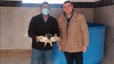 البيئة: إنقاذ 3 سلاحف خضراء وإطلاقها إلى بيئتها الطبيعية