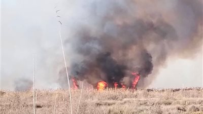 الحماية المدنية تسيطر على حريق أرض هيش بالعامرية بـ12 سيارة إطفاء