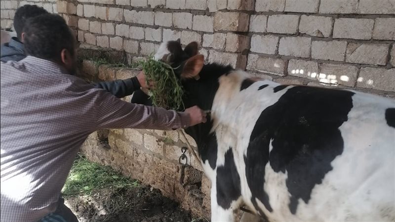 تحصين الماشية بأسيوط،