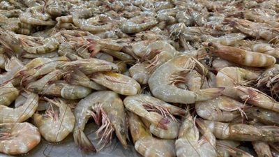 ضبط ربع طن جمبري مجهول المصدر في ثلاجة بدون ترخيص بالإسكندرية