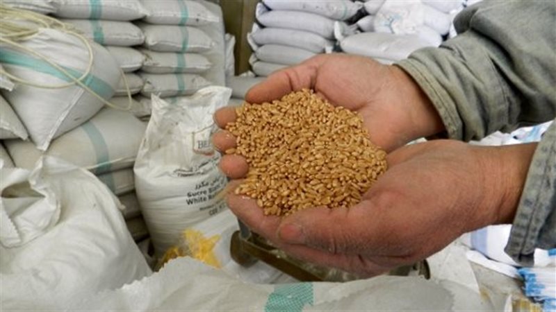 سر استيراد القمح