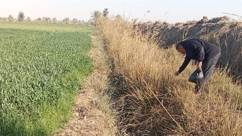 زراعة الفيوم تطلق