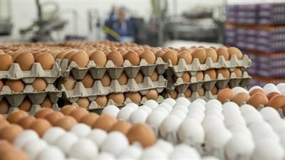 سعر كرتونة البيض اليوم الإثنين في بورصة الدواجن
