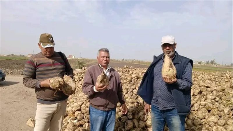حصاد بنجر السكر بالإسماعيلية،