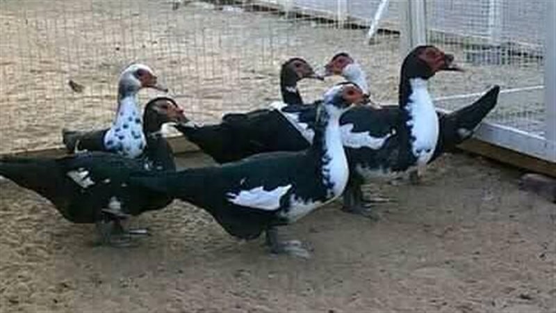 البط الدمياطي، فيتو