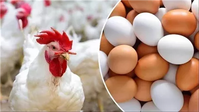 هل تواصل أسعار الدواجن والبيض الارتفاع في شهر رمضان؟ الشعبة توضح