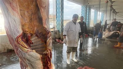 ​لحماية المواطنين، إعدام بقرة مصابة بالسل داخل مجزر كفر سعد بدمياط