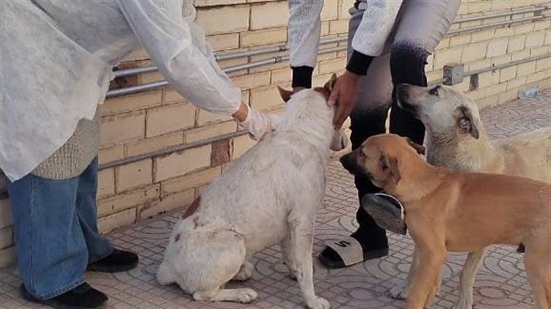 جانب من حملة التحصين،فيتو
