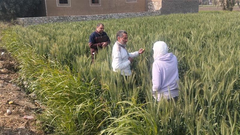حقل قمح ارشادي، فيتو