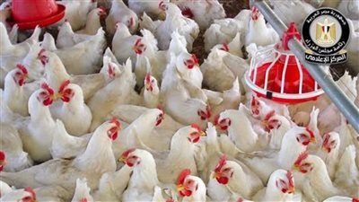 قافلة بيطرية مجانية بميت كنانة بطوخ لفحص وتحصين الحيوانات والطيور