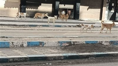 حملة بيطرية بمطروح للسيطرة على الكلاب الحرة والوقاية من السعار (صور)