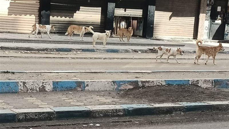حملة لتحصين الكلاب