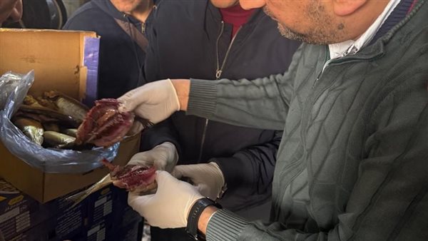 ضبط 6 أطنان رنجة فاسدة في كفر الزيات بالغربية ضمن حملة تموينية مكثفة