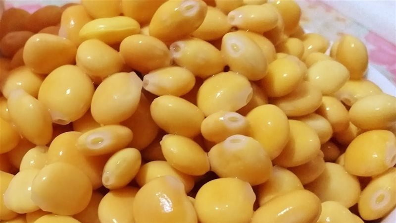 الترمس المر، فيتو