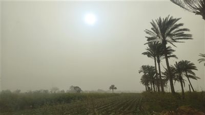 عاصفة ترابية وتقلبات جوية تضرب الدقهلية (صور) 