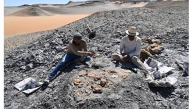بطول 4.5 متر، اكتشاف سلحفاة بحرية عملاقة من عصر الديناصورات بالوادي الجديد