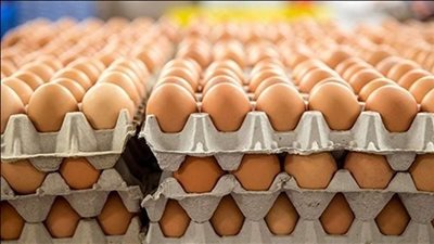انخفاض سعر كرتونة البيض الأحمر 9 جنيهات في بورصة الدواجن اليوم الإثنين