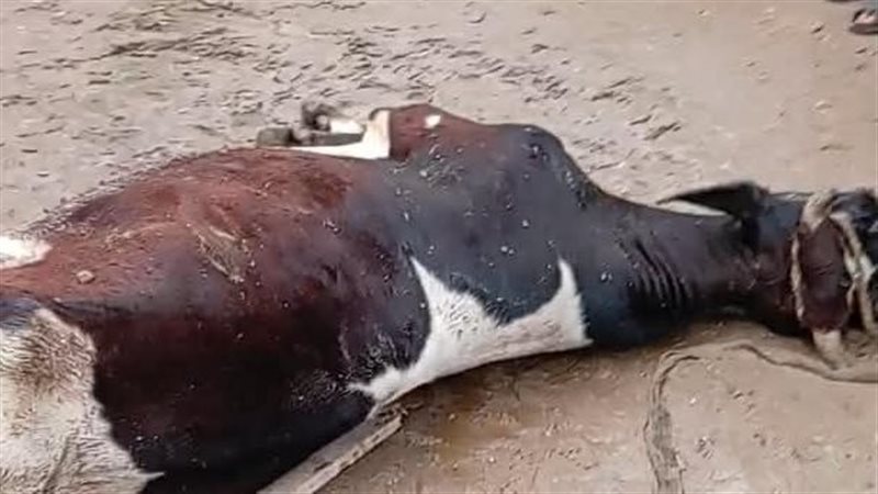 نفوق ماشية صعقا بالكهرباء