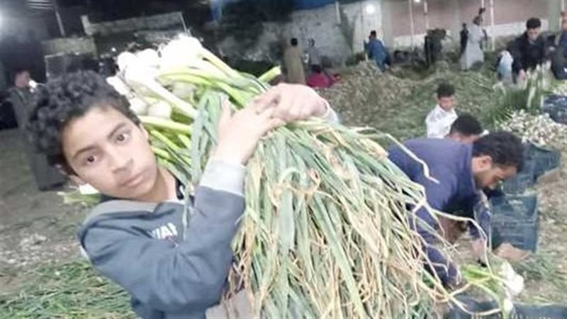زراعة الثوم في المنيا
