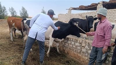 تحصين أكثر من 20 ألف رأس ماشية بالوادي الجديد بالأسبوع الأول من الحملة القومية