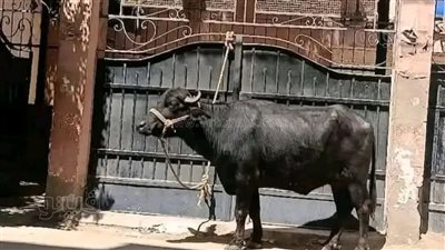 عميد «بيطري بني سويف» ينفي واقعة «الجاموسة»: مفبركة بالذكاء الاصطناعي