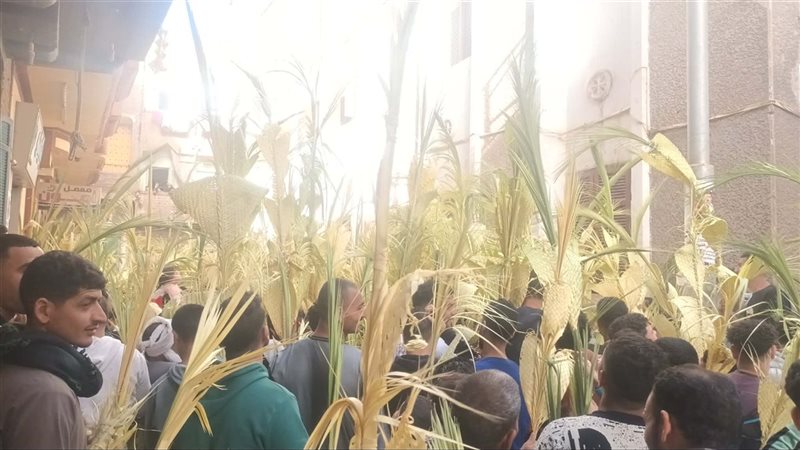 بالسعف والتيجان احتفالات