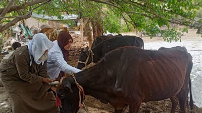 حصاد مارس، بيطري الفيوم تحصن 3012 رأس ماشية