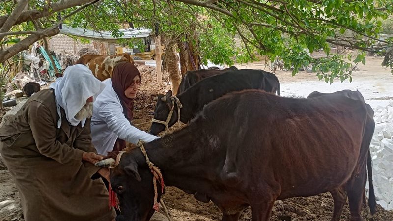 تحصين الماشية 