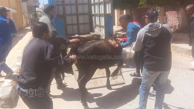 حمله مكبرة لضبط الماشية