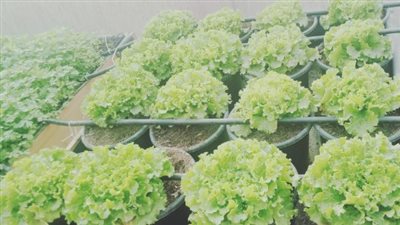 بعد توجيه السيسي بتصنيعها.. تعرف على فوائد النباتات الطبية والعطرية | صور