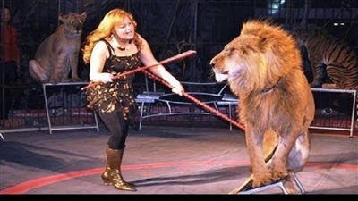 دهب الحلو تكشف حقيقة صورة الأسد النائم «ميسي» وعلاقتها بتعذيبه