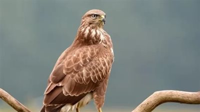 تفسير رؤية الحدأة في المنام وعلاقتها بالزوجة الخائنة وموت الجنين