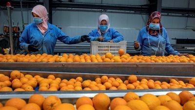 تصديري الصناعات الغذائية:الأردن رابع أكبر الأسواق المستوردة للأغذية المصرية