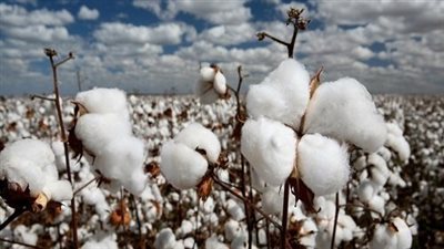 ثمنه 7 آلاف جنيه..مدير 