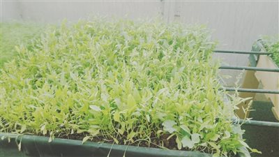  للحصول على دخل كبير.. أبرز النباتات الطبية والعطرية للزراعة في المنزل