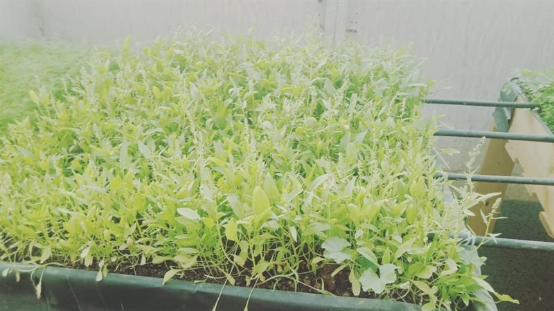 النباتات الطبية والعطرية